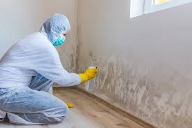 Best Attic Mold Removal in USA